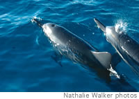 Spinner dolphins frolick off the Leeward Coast