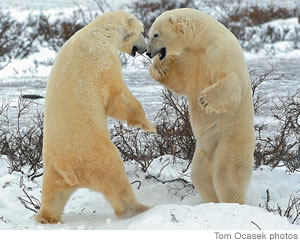 Two 8-foot-tall male polar bears stand to duke it out over a female bear in heat