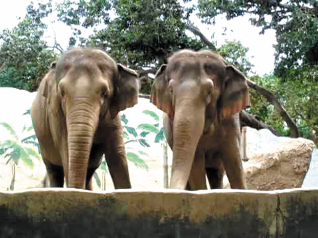Health Problems Of Zoo Elephants
