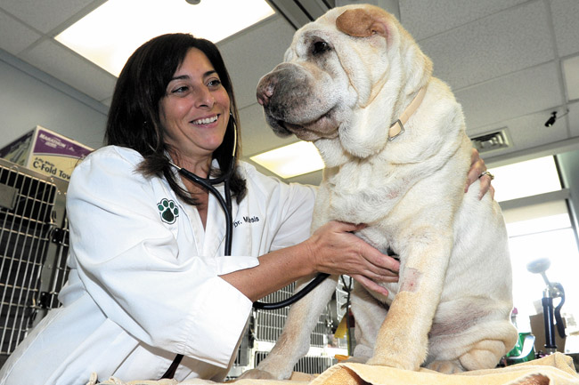 Amazing Results For Stem Cell Therapy In Pets