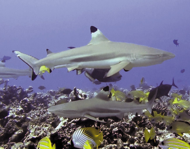 Photographer Terry Lilley describes this as a shark feeding frenzy off Moorea recently