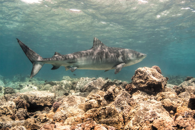 A tiger shark outside Honokohau Harbor on Hawaii Island in about 10 feet of water. Photo courtesy Deron Verbeck