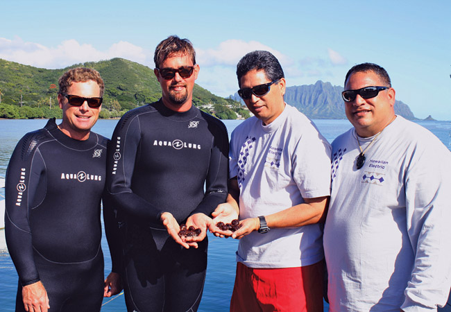 Baby sea urchins, held by Hank Lynch (second from left) of The Nature Conservancy and Robert Kahawaii of Hawaiian Electric Co. are key to the nonprofit TNC's plan to remove invasive algae from Kaneohe Bay - combined with 'vacuuming' the coral beds via Super Suckers. Also on hand are Brian Nielson (far left) of the state Aquatic Resources Division, which raises the urchins, and HECO employee John Lu'uwai of Kahaluu. Photo from HECO. 