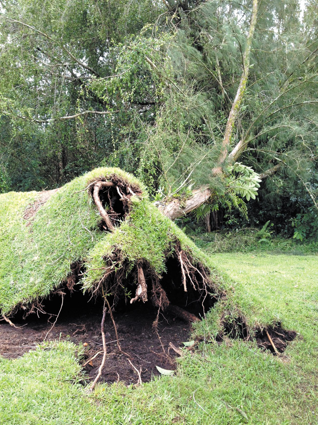 An uprooted tree at a home in Hilo. PHOTO COURTESY SANDY KOJIMA 