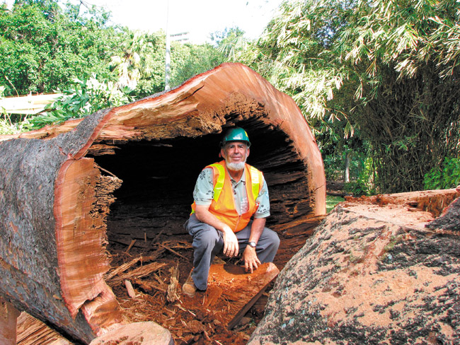 Steve Nimz inside a kauri pine tree, which was removed from Foster Botanical Garden. Photo from Steve Nimz.