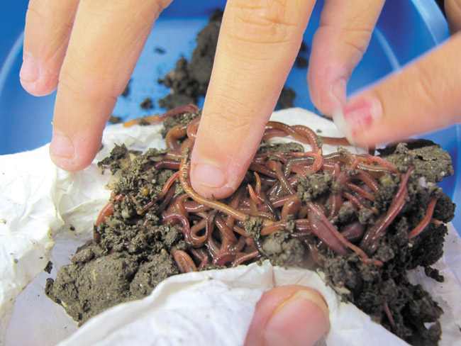 Earthworms are useful recyclers that create nutrients for soil from leftover kitchen scraps. Malama Learning Center at Kapolei High School will offer a Nov. 22 workshop on the topic. Photo courtesy Malama Learning Center.