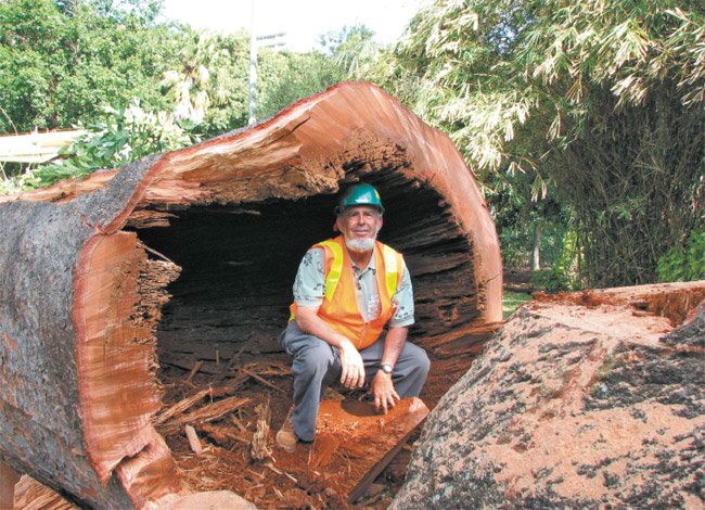 Steve Nimz seems perfectly at home inside a kauri pine tree, which was removed from Foster Botanical Garden. Photo from Steve Nimz. 