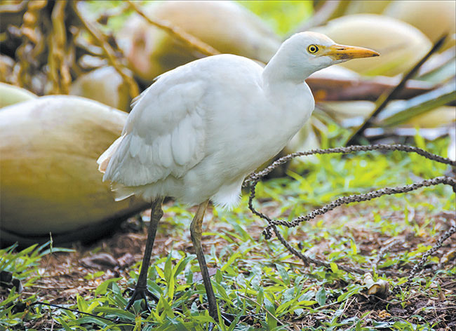 An egret is on the hunt for something tasty.