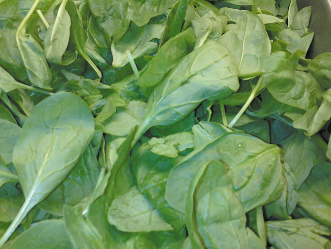 Fresh spinach is vitamin-rich and high in fiber  DIANA HELFAND PHOTO