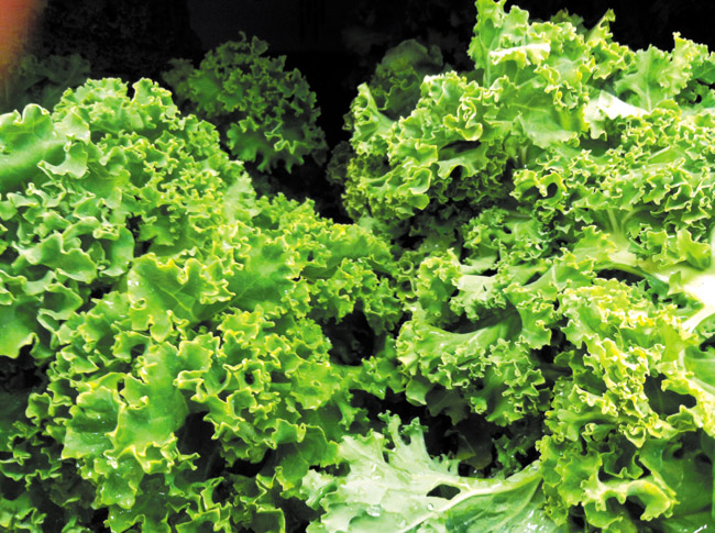 Fresh kale is full of vitamins and nutrients JODY HELFAND PHOTO 