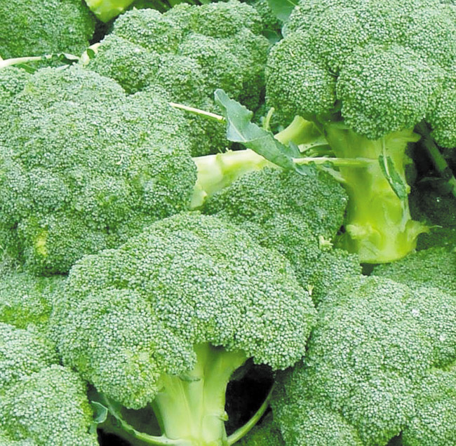 Broccoli is high in antioxidants and helps protect against cancer DIANA HELFAND PHOTO