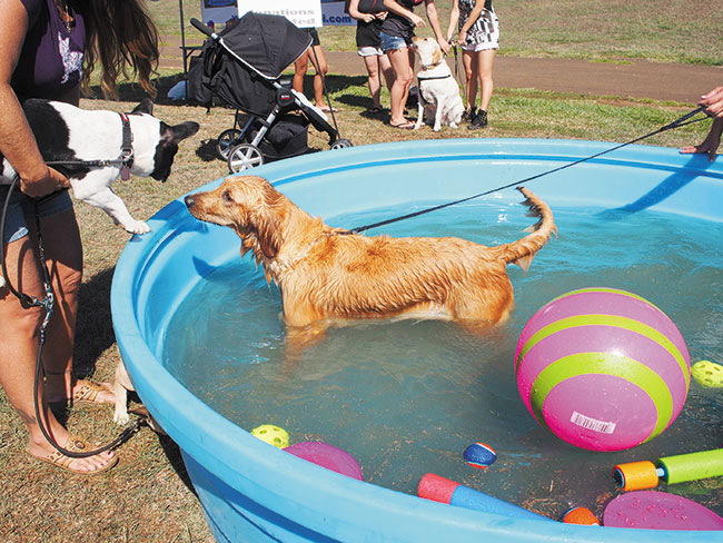 Pups can immerse themselves in water play June 7 at the West Oahu Pet Walk & Summer Fair. PHOTO COURTESY POI DOGS & POPOKI.