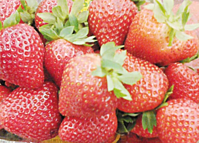 MW-Helfand-060315-strawberries